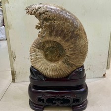 39LB TOP Natural big ammonite fossil quartz crystal mineral specimen+stand