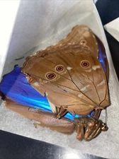 10 MORPHO DIDIUS  TINGOMARIENSIS UNMOUNTED CLOSED - Low Quality Some Damage