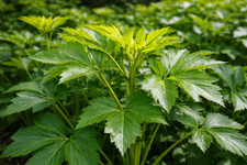 Ashitaba Seeds Angelica keiskei Rare Japanese Longevity Herb Tomorrow Leaf