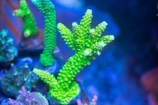 Bali Slimer ReefNation  Coral Frag SPS Zoa LPS Paly Polyps