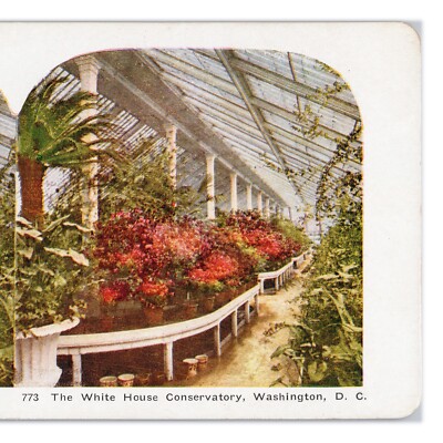 White House Conservatory Garden Stereoview c1905 Tinted Greenhouse Flowers B2599