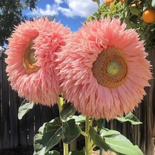 50pcs Pink Giant Teddy Bear Sunflower Seeds Fluffy Double Blooms