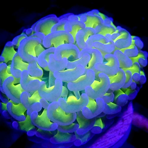 BLUE Tip NEON Stem Branching Hammer Coral WYSIWYG- Indigo Corals - IC 3813