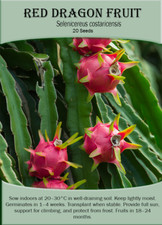 Red Dragon Fruit (Selenicereus costaricensis) x 20 Seeds