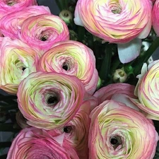 Easy to Grow Italian Ranunculus Success Felicidade 3 Plant Bulbs, Zones 8-10