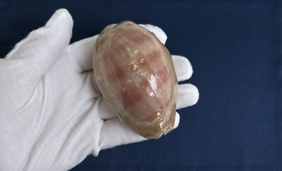 (Hawaiian) Cypraea (Lyncina) leviathan, 80.2mm, 100g cowrie seashell from Hawaii