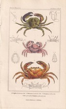 1834 CRABS Print - Hand-Coloured Antique - Animal Wall Art - 5.3 x 8.2 Inches