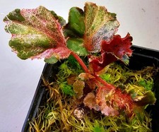 Begonia Cucullata Rosa Variegata - Begonia - E6