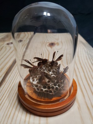 Red Paper Wasps & Nest  ''Polistes Carolina'' Taxidermy Glass Dome Entomology Bees