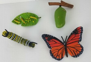 safari ltd life cycle of a monarch butterfly