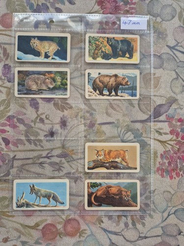 Brooke Bond Canadian 47mm Animals Of North America. - Picture 11 of 12