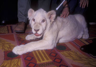 White Lion cub during Siegfried and Roy and White Lion Backstage .. Old Photo 5