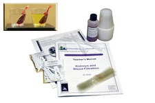 Kidneys and Blood Filtration Lab Activity