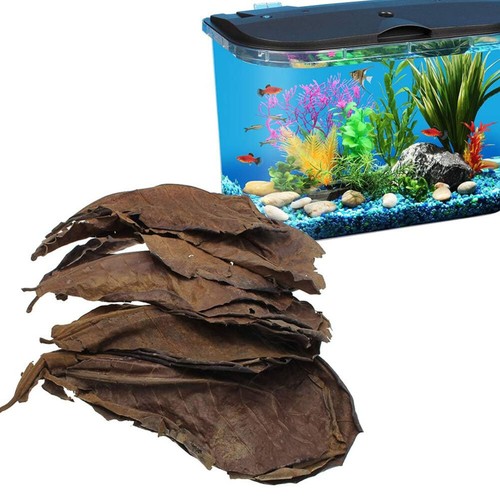 300 Pezzi (300 Grammi) 10-15 Cm &ndash; Foglie Di Mandorla Nautica