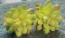 LOT OF 2 FAUX GREEN FLOCKED SUCCULENT FLOWERS  9