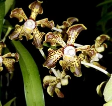 Vanda Trimerrill  ( Tricolor X Merrillii ) Unique Orchid Vanda, Fragrant