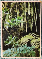 Lovely Fern Grotto In Wailua River State Park 1980's Unused Vintage Postcard