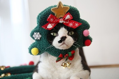Cat & Dog Christmas Hat - Christmas Tree Hood for Corgis, Ragdolls, Teddy