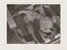 Adorable Cat Stretches and Lounges on Cozy Garden Chair in the Sunshine Photo