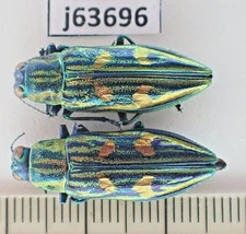 j63696. Insects, butterflies: Buprestidae sp. North Vietnam. Ha Giang