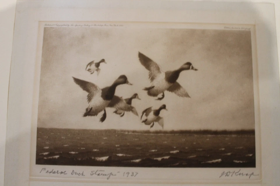 RW-4 1937 Federal Duck Stamp Print &  Stamp - Image 2 of 4