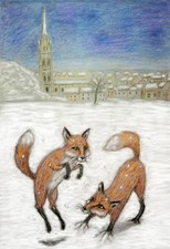 Foxes frockling in the snow at Louth Christmas card