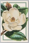 Flowers~Image of Southern Magnolia~Continental Postcard