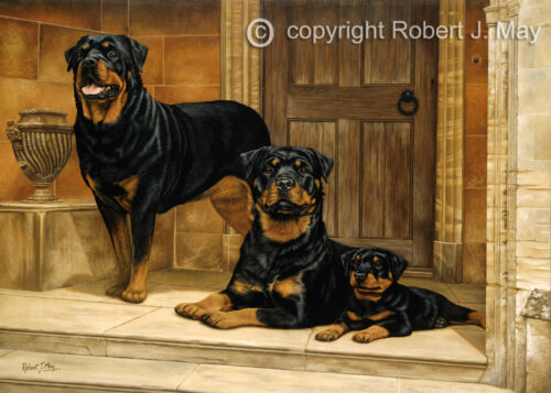 Rottweiler limited edition dog print by Robert J. May - Afbeelding 1 van 1
