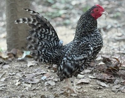 6 Barred Old English Bantam Hatching Eggs 