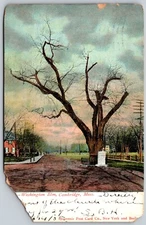 1908 Washington Elm CAMBRIDGE MA Dirt Road FENWAY STATION Cancellation Postcard