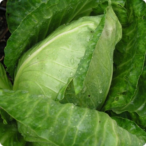 CABBAGE- EARLY JERSEY WAKEFIELD 300 Seeds HEIRLOOM cool season vegetable garden - Picture 4 of 5