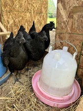 6+ Ayam Cemani Chicken Hatching Eggs Fertile High Quality Birds + Shipping RARE