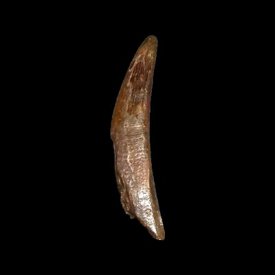 Pterosaur Tooth (Azhdrchoiden Tapejaridae) - Morocco