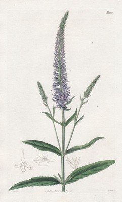 Veronica Orchidea Ehrenpreis speedwell engraving Kupferstich Curtis 2210