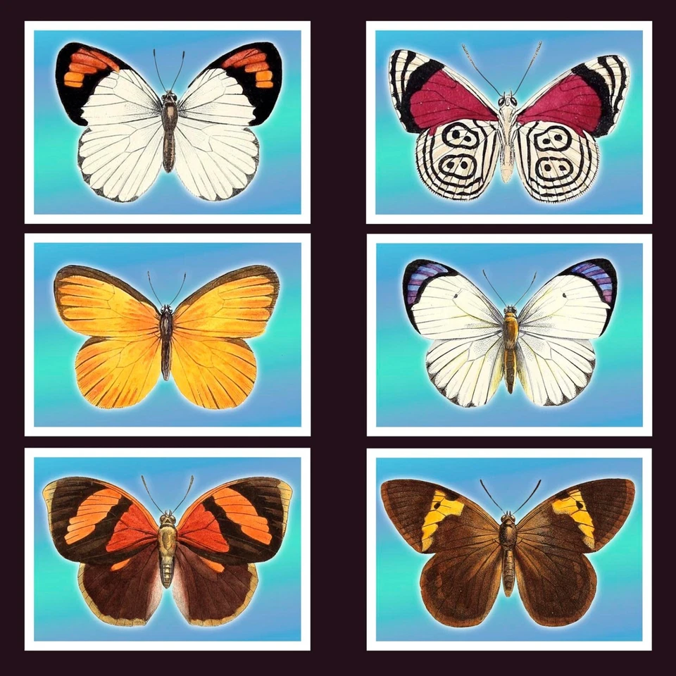 Butterflies MNH Stationery Cards 2022 Sierra Leone 6 Cards 100% Recycled Paper - Image 2 of 4