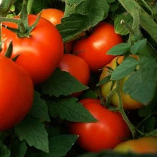 Abe Lincoln Tomato Seeds, Large Round Tomato, Heirloom, NON-GMO, FREE SHIPPING