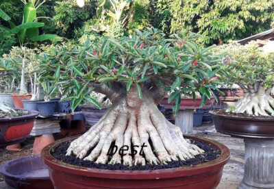 ADENIUM ARABICUM MIXED / ASSORTED 100 SEEDS #6 FRESH RARE NEW FREE - Foto 8