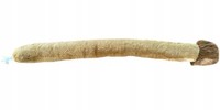 Maskotka Ogon Pluszowy Lwa Lew Dubi - 60Cm Dubi