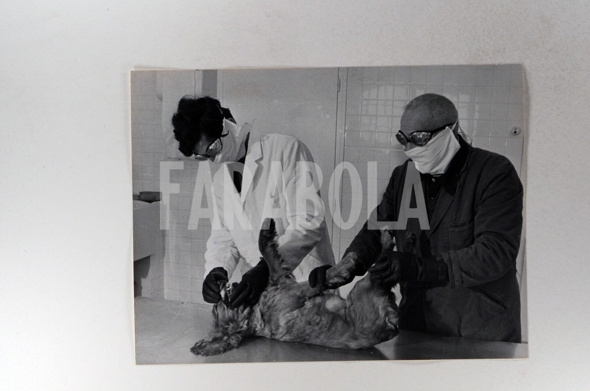 F. LIÉGEOIS, TRAITÉ de pathologie médicale des animaux domestiques