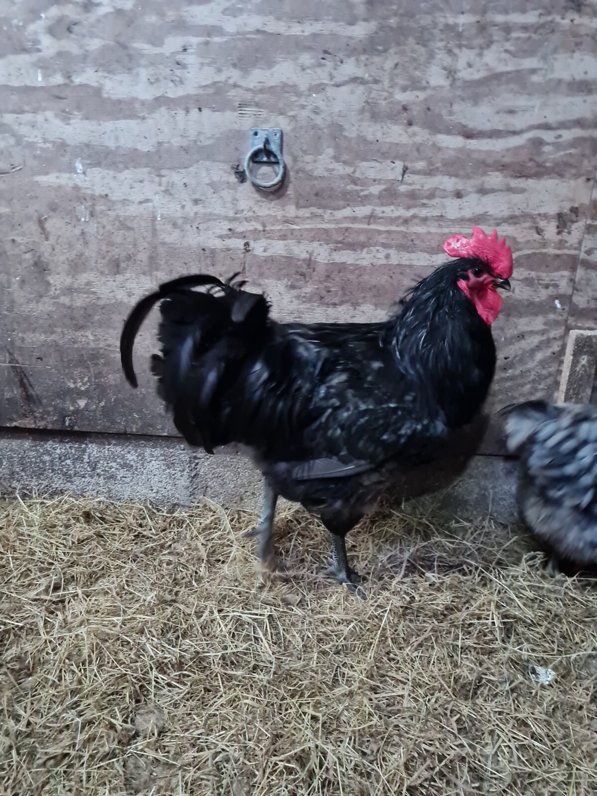 Blue Jersey Giant hatching eggs eBay