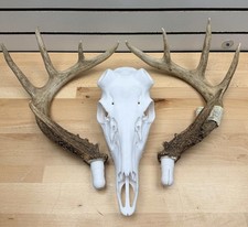 3D Printed Whitetail Deer Euro Mount  Multiple Sizes  Mount Shed Antlers