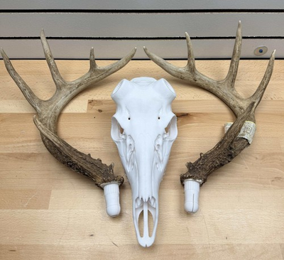 #ad 3D Printed Whitetail Deer Euro Mount Multiple Sizes Mount Shed Antlers $54.99