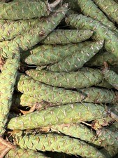 8 Pounds Young Pine Cones White Pine Nature Decor Crafts Green Immature Fresh