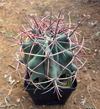 FEROCACTUS EMORYI - PIANTA DA GIARDINO - CACTUS - DIAM 13,5 H 11 CM