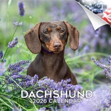 Dachshund Dog Breed Calendar 2026 FULL SIZE 12x24 Made in USA