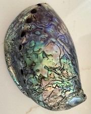 Paua Abalone Shell