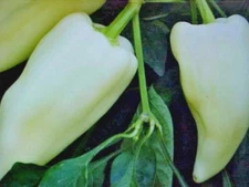 16 SEEDS  WHITE PEPPER (CAPICUM BACCATUM)  MEDIUM/HEAT SWEET SPICY FLAVOR PEPPER