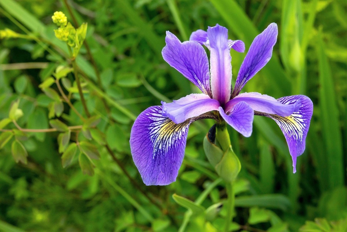 25 BLUE FLAG IRIS Versicolor Fragrant Native Purple Yellow White