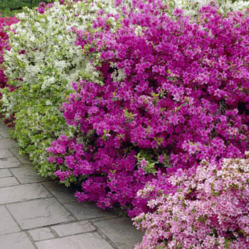 1 X PURPLE AZALEA JAPANESE EVERGREEN SHRUB HARDY GARDEN PLANT IN POT - Picture 3 of 5