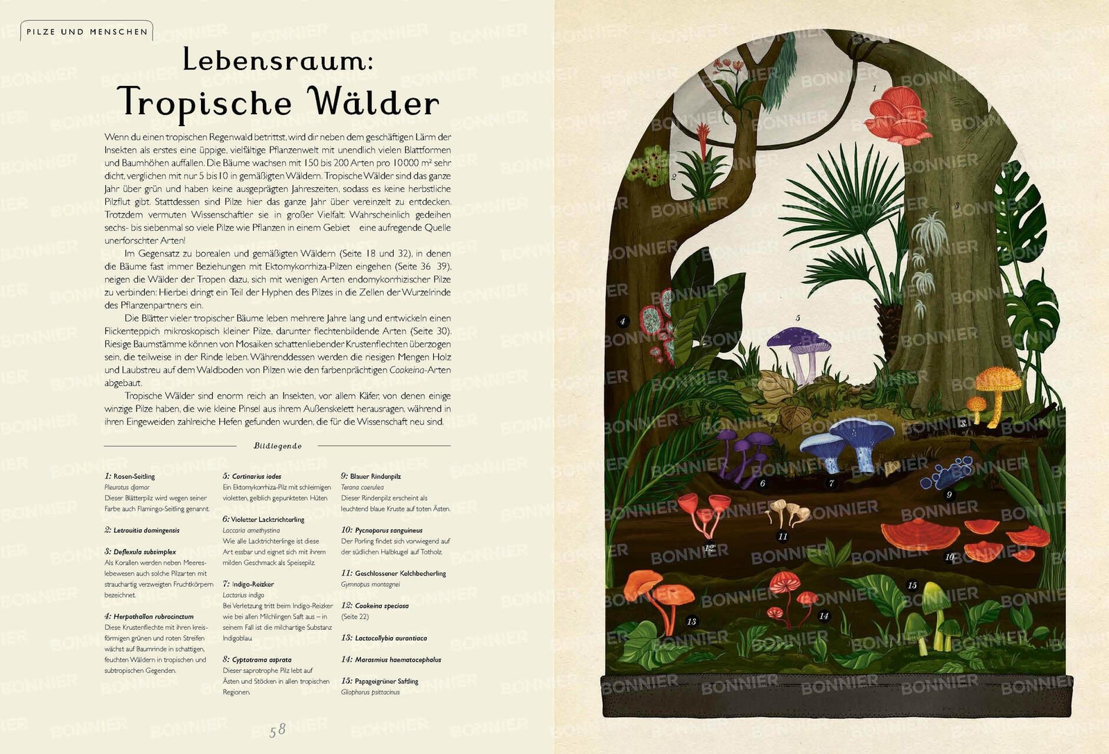 Thumbnail - Das Museum Der Pilze Ester Gaya